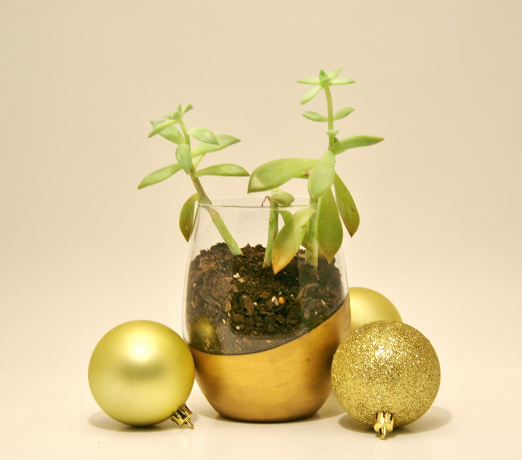 Gilded Succulent Gifts - Rhapsody In Rooms