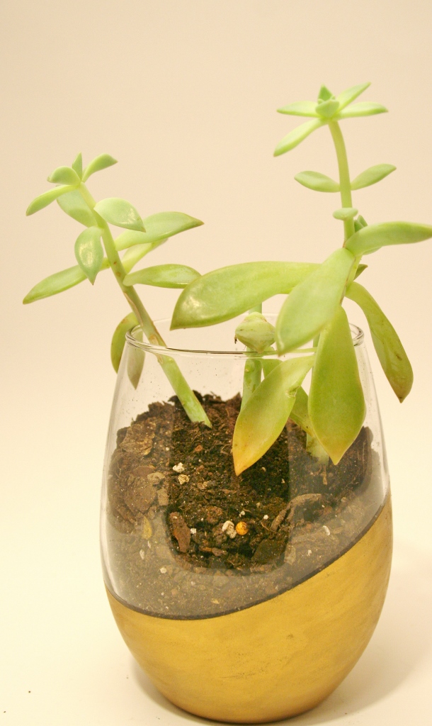 Gilded Succulent Gifts - Rhapsody In Rooms