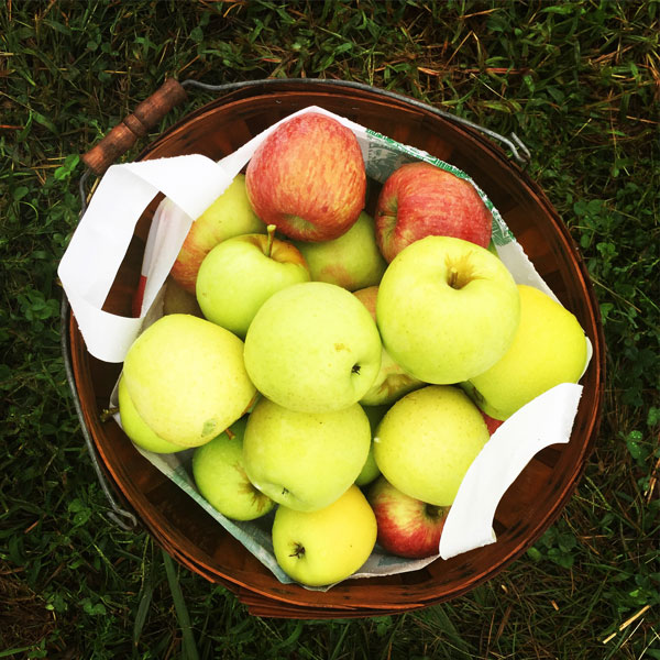 Apple Picking | Rhapsody in Rooms